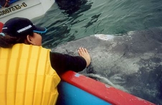 Maravillosa experiencia con ballenas